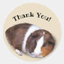Search for cute guinea pig stickers Animal