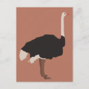 Search for funny ostrich postcards Animal