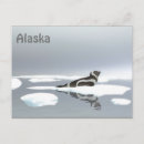 Search for seals postcards Nature