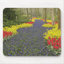 Search for daffodil blossom electronics Tulip