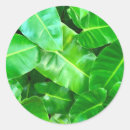 Search for green palm stickers Foliage