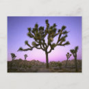 Search for 4x5 postcards Sunrise