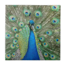 Search for peacock green tiles Animal