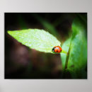 Search for lady bug posters Cute