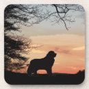 Search for newfoundland coasters Dog