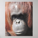 Search for orangutan posters Nature