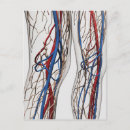Search for immunology postcards Human body parts