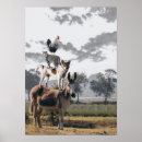 Search for farm animals posters Cat