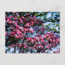 Search for spring bud postcards Tree