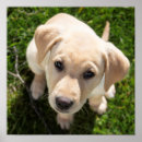 Search for labrador retriever posters Puppy