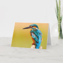 Search for kingfisher cards Animal