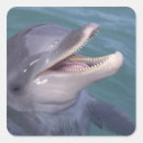 Search for bottlenose dolphin stickers Marine