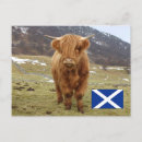 Search for scottish postcards highland