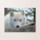 Search for polar wolf Alaska