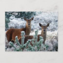 Search for curiosity postcards Wildlife