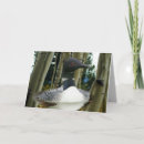 Search for loon cards Bird