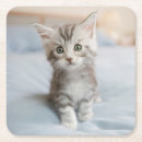 Search for maine coon cat coasters Kitten