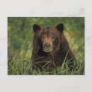 Search for ursus postcards Mammal