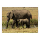 Search for elephant calf postcards Kenya
