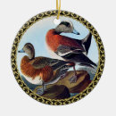 Search for widgeon Ducks in the water