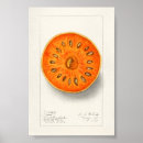 Search for plant drawing posters Vintage