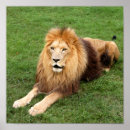 Search for exotic cats posters Nature