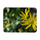 Search for gerberas photography Yellow