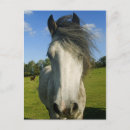 Search for grey headed postcards Portrait