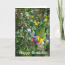 Search for lorikeets cards Wildlife