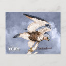 Search for kestrel postcards Sparrow hawk