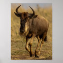 Search for wildebeests posters Gnu
