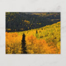Search for conifer postcards Aspen