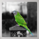 Search for colourful parrot posters Birds
