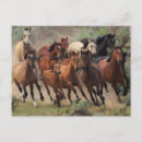 Search for mustang wild horses postcards Photography