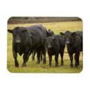 Search for danita delimont magnets Cow