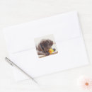 Search for labrador duck stickers Dog