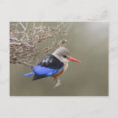 Search for grey headed postcards Wildlife