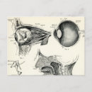 Search for eyeball postcards Anatomy