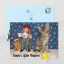 Search for little cats postcards Kitten