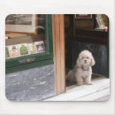 Search for dwarf mouse mats Cute
