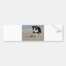 Search for border collie bumper stickers Pet