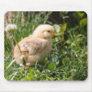 Search for chicks mouse mats Chicken
