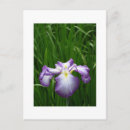 Search for purple iris stamp postcards Japan