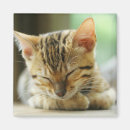 Search for kitty magnets Pet