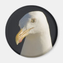Search for hei magnets Bird