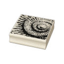 Search for ammonit Spiral