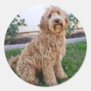 Search for labradoodle stickers Animal