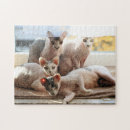 Search for sphynx cat puzzles Pet