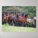 Search for horse breed posters Herd