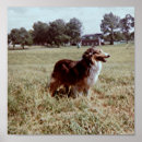 Search for border collie herding dog posters Canine